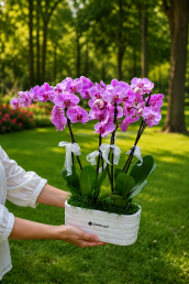 antalya flower delivery 4 stem purple orchid in ceramic pot