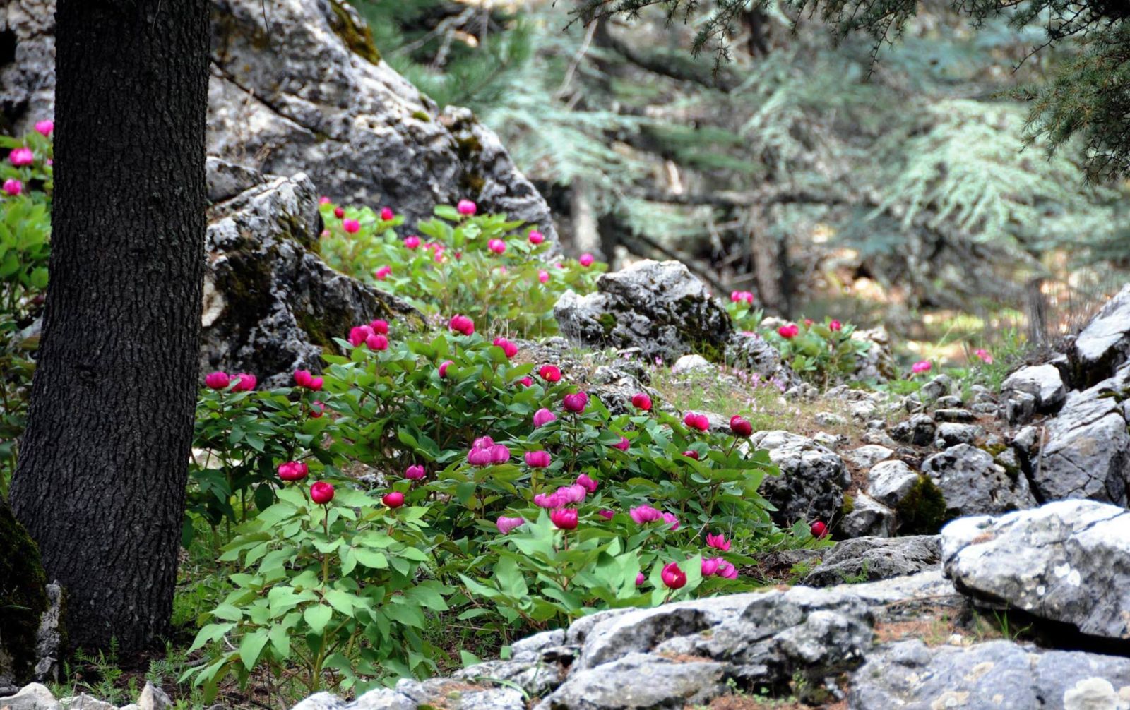 Expo 2016 Antalyanın Sembolü Şakayık