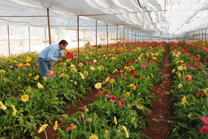 Antalya Çiçek Seraları Türkiyenin Çiçek Üretim Merkezi