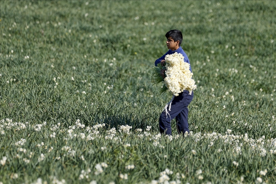 Antalyada Nergis Üretimi