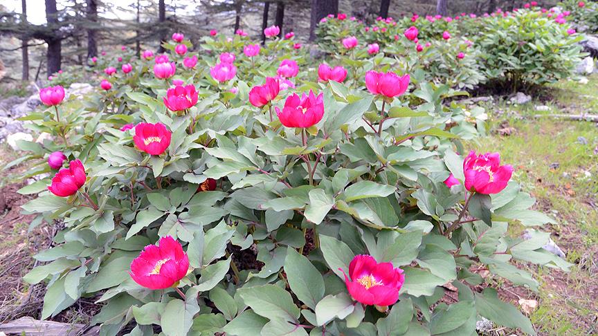 Expo 2016 Antalyanın Sembolü Şakayık