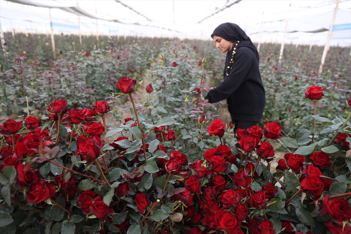 Antalya Çiçek Seraları Türkiyenin Çiçek Üretim Merkezi