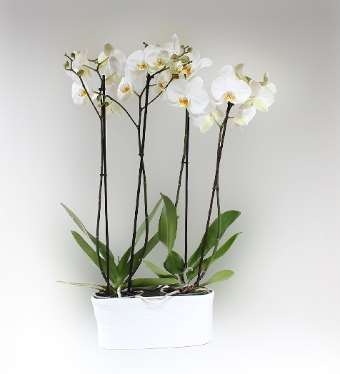 Seramikte 4 Lü orkide